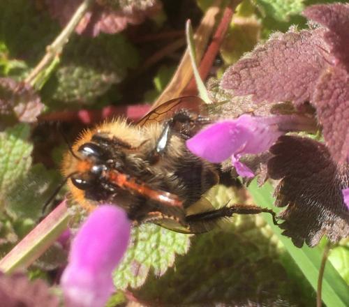 Bombus pascuorum